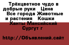 Трёхцветное чудо в добрые руки › Цена ­ 100 - Все города Животные и растения » Кошки   . Ханты-Мансийский,Сургут г.